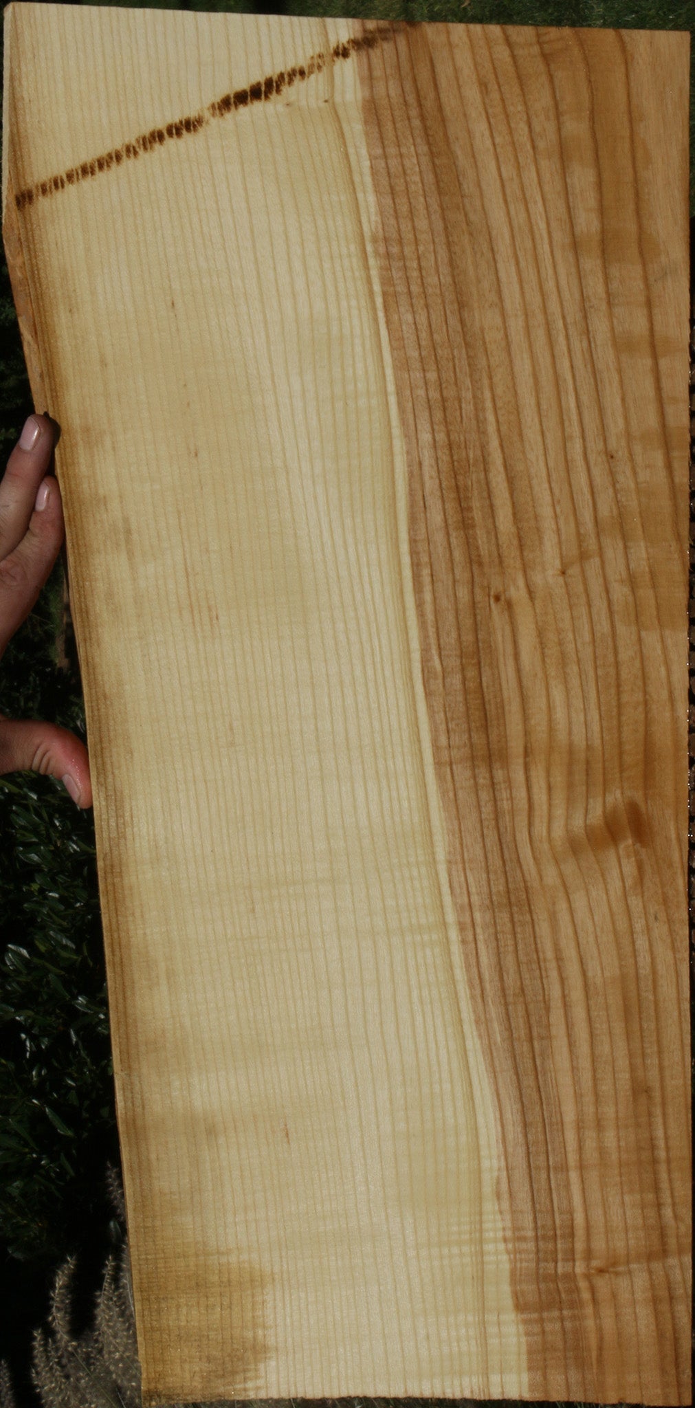 Extra Fancy Fiddleback French Ash Lumber