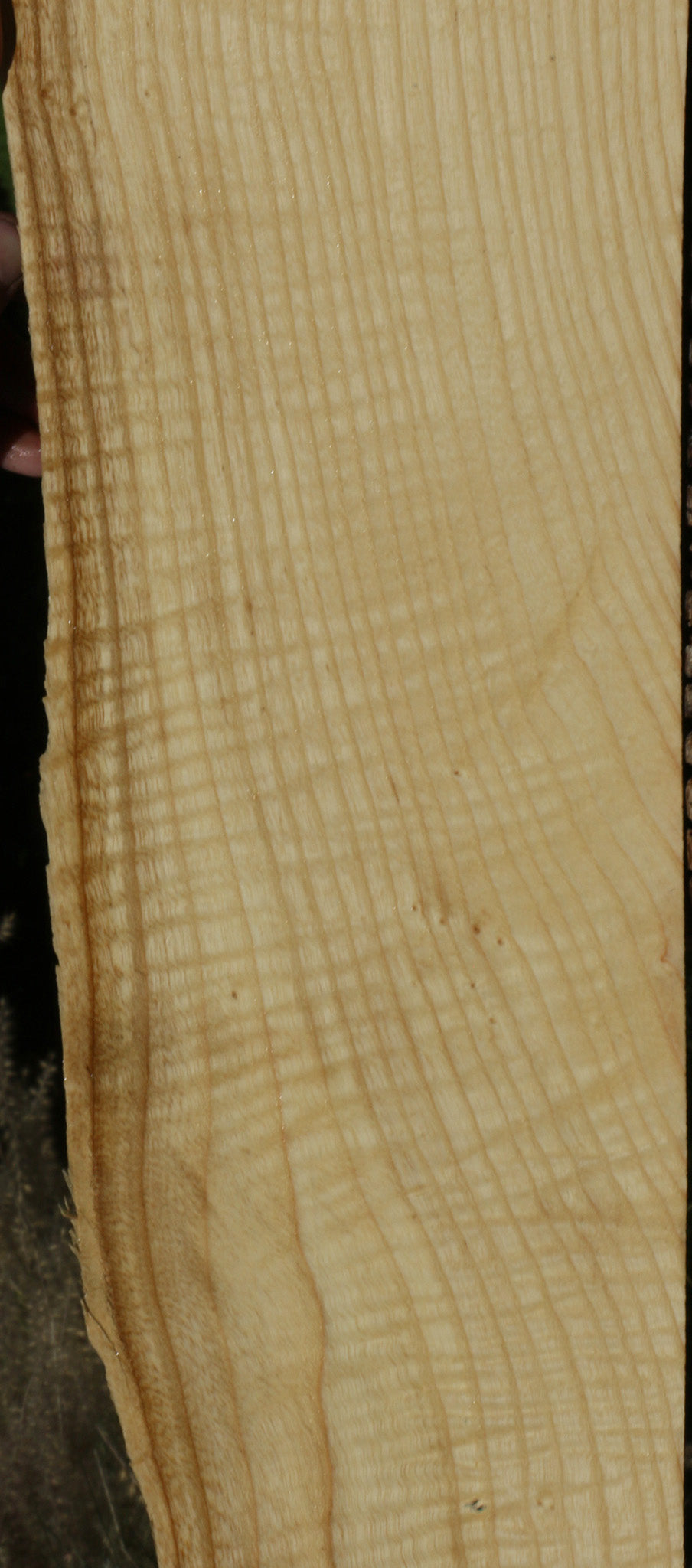 Extra Fancy Fiddleback French Ash Live Edge Lumber