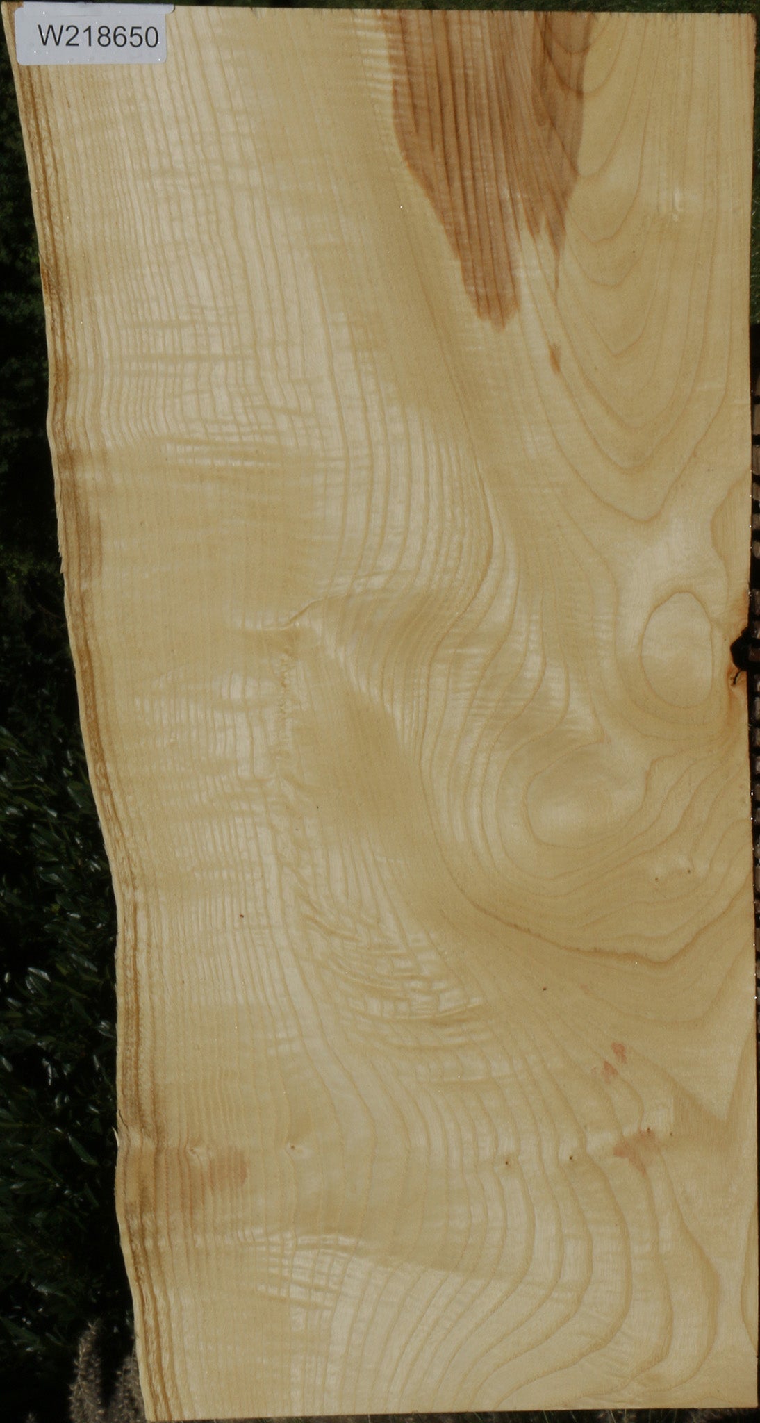 Extra Fancy Fiddleback French Ash Live Edge Lumber