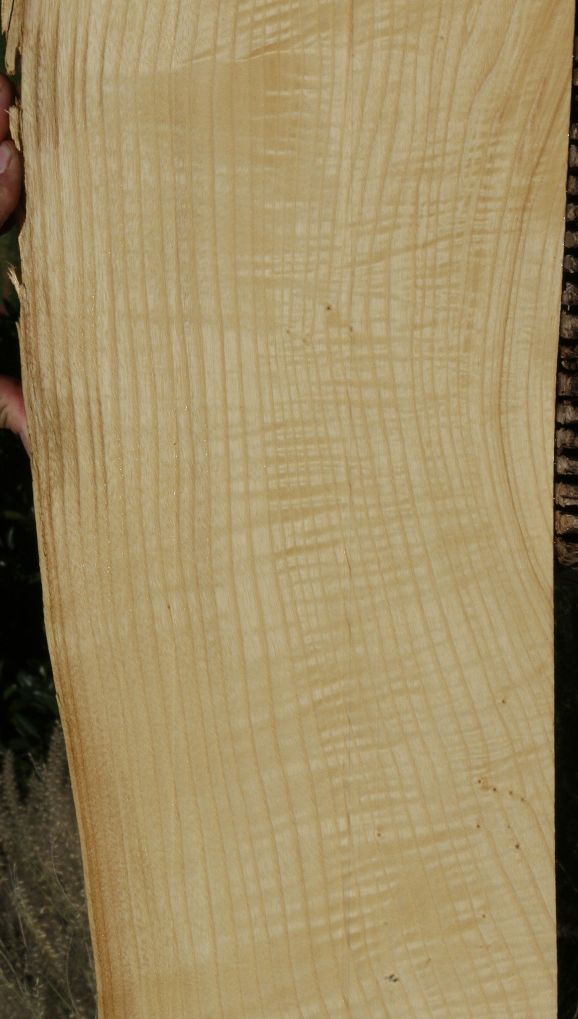 Extra Fancy Fiddleback French Ash Live Edge Lumber