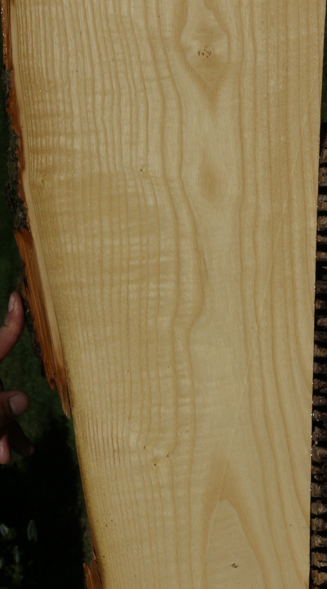 Figured French Ash Live Edge Lumber