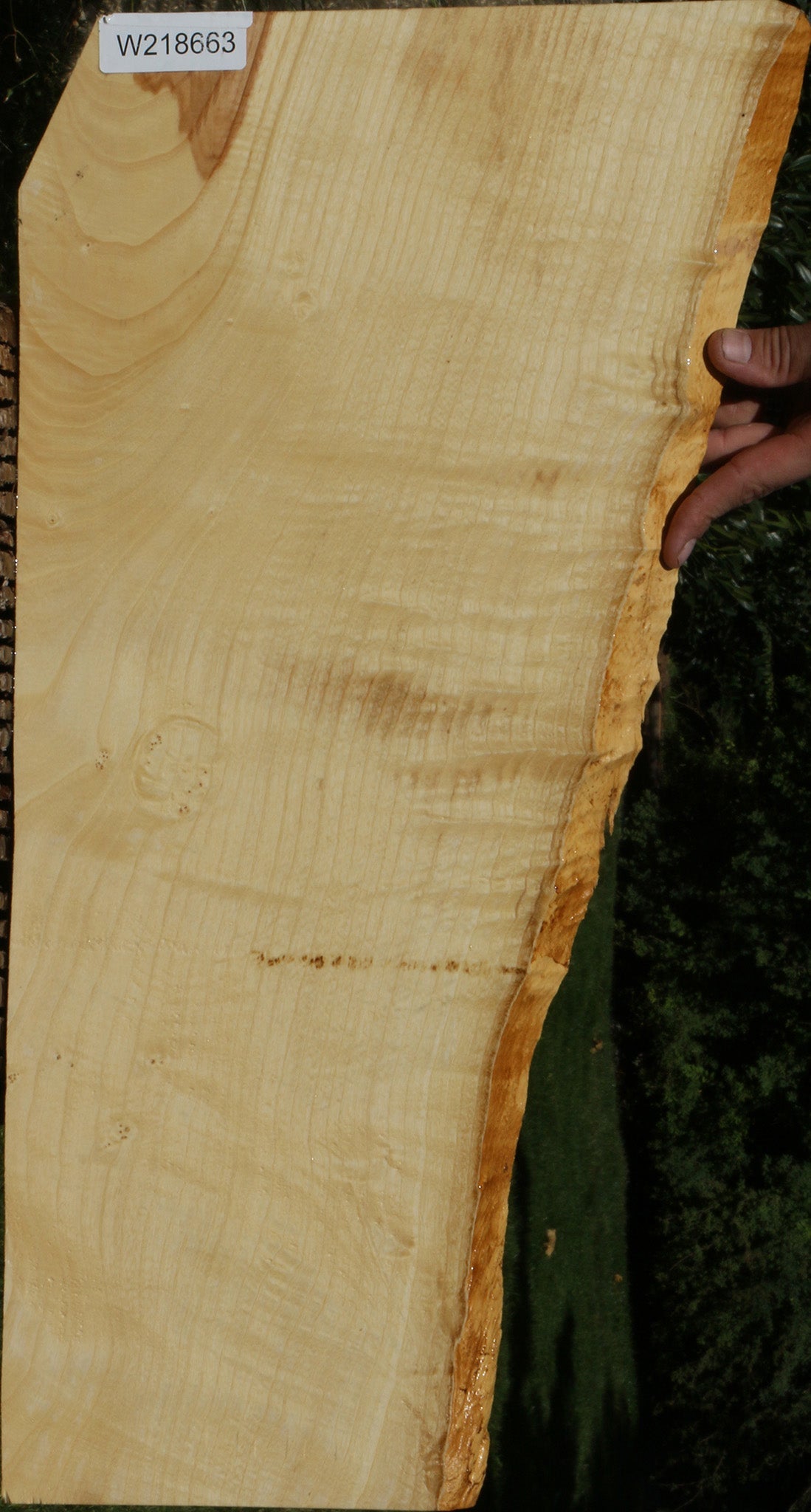 Extra Fancy Fiddleback French Ash Live Edge Lumber