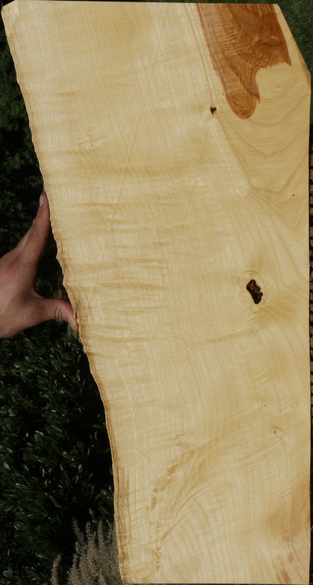 Extra Fancy Fiddleback French Ash Live Edge Lumber