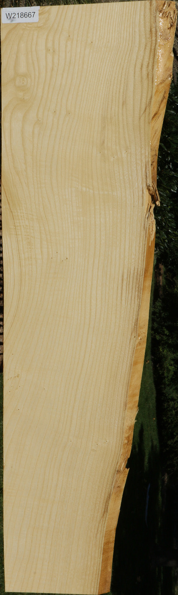 Extra Fancy Fiddleback French Ash Live Edge Lumber