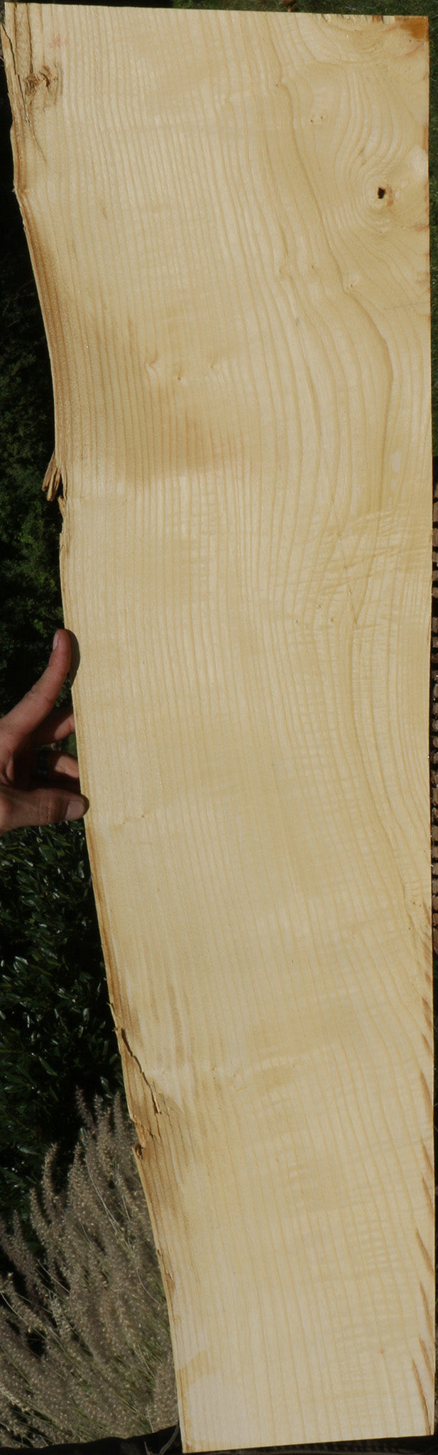 Extra Fancy Fiddleback French Ash Live Edge Lumber