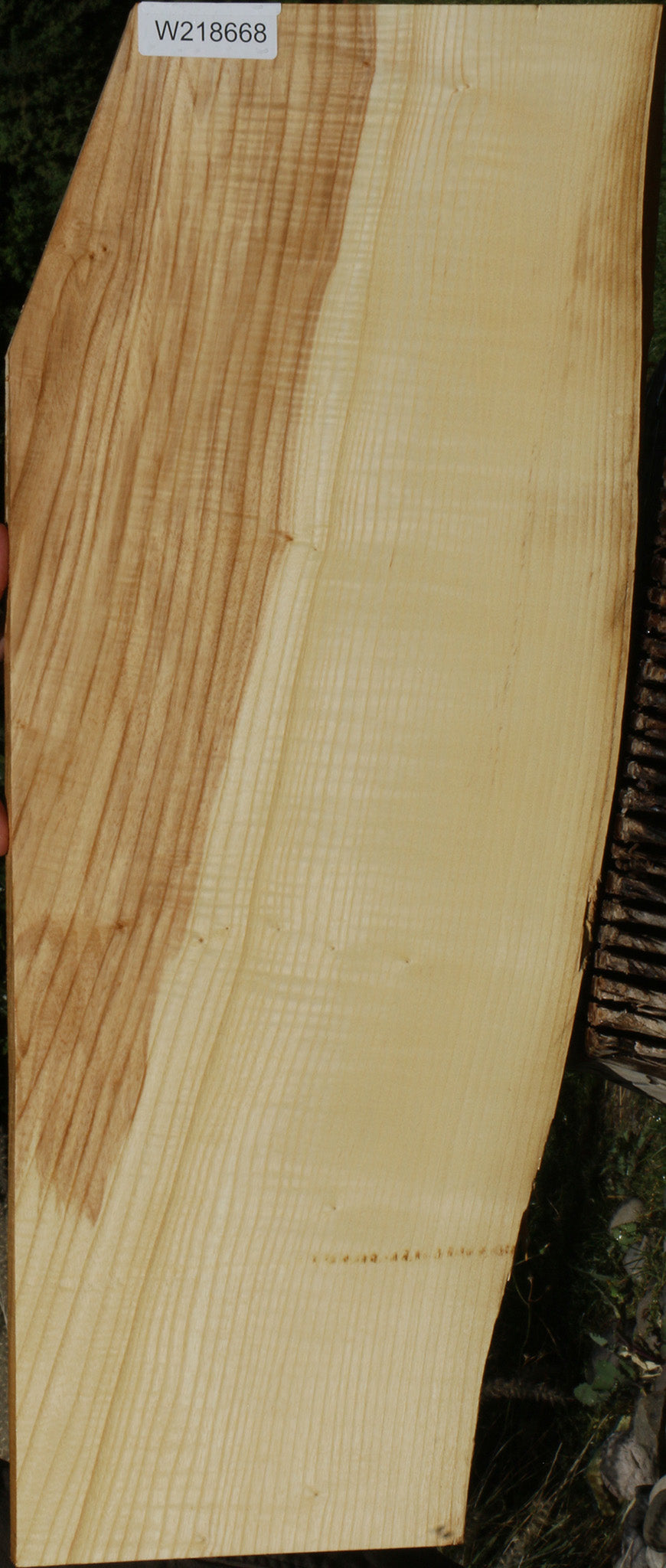 Extra Fancy Fiddleback French Ash Lumber