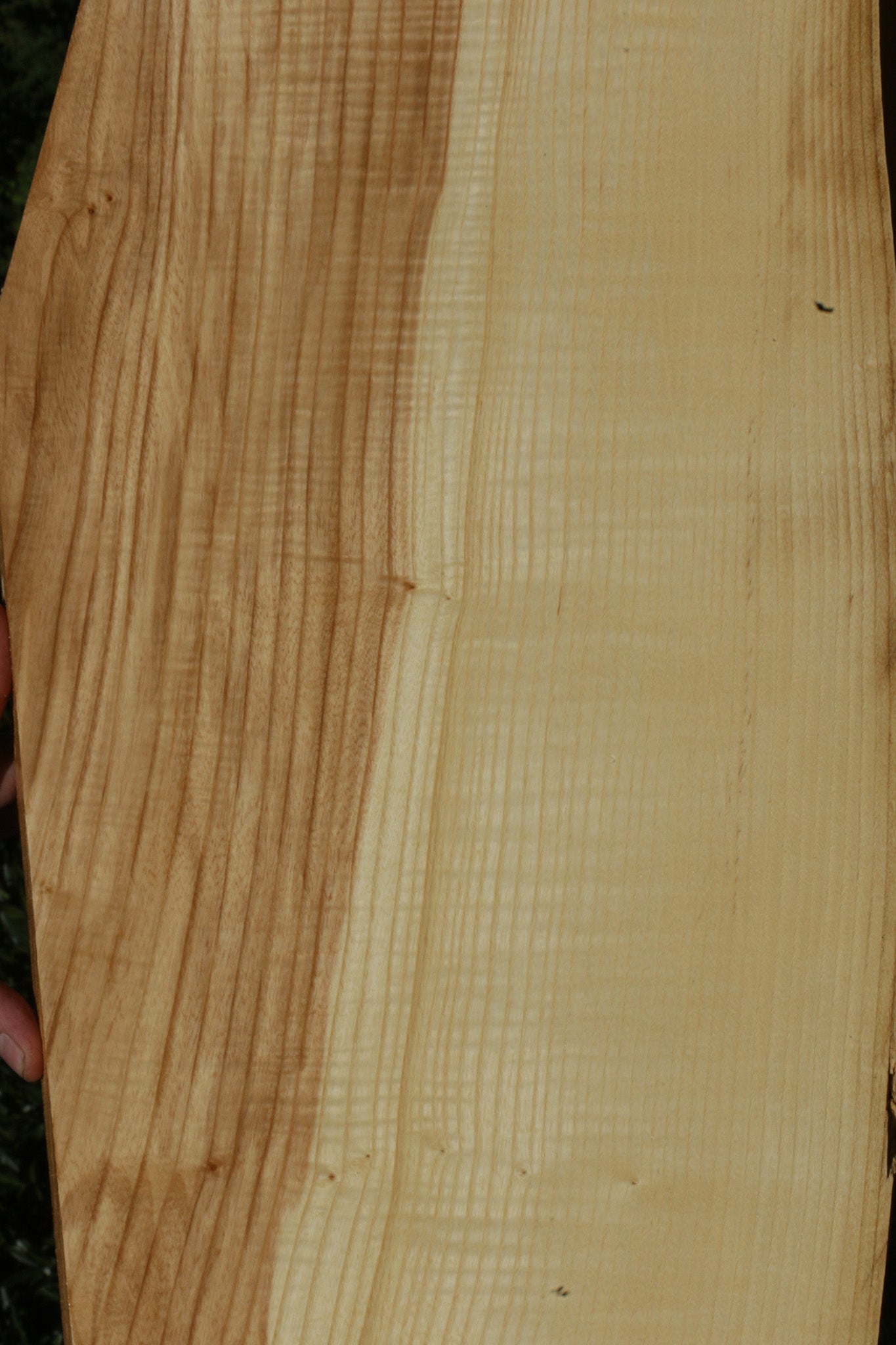 Extra Fancy Fiddleback French Ash Lumber