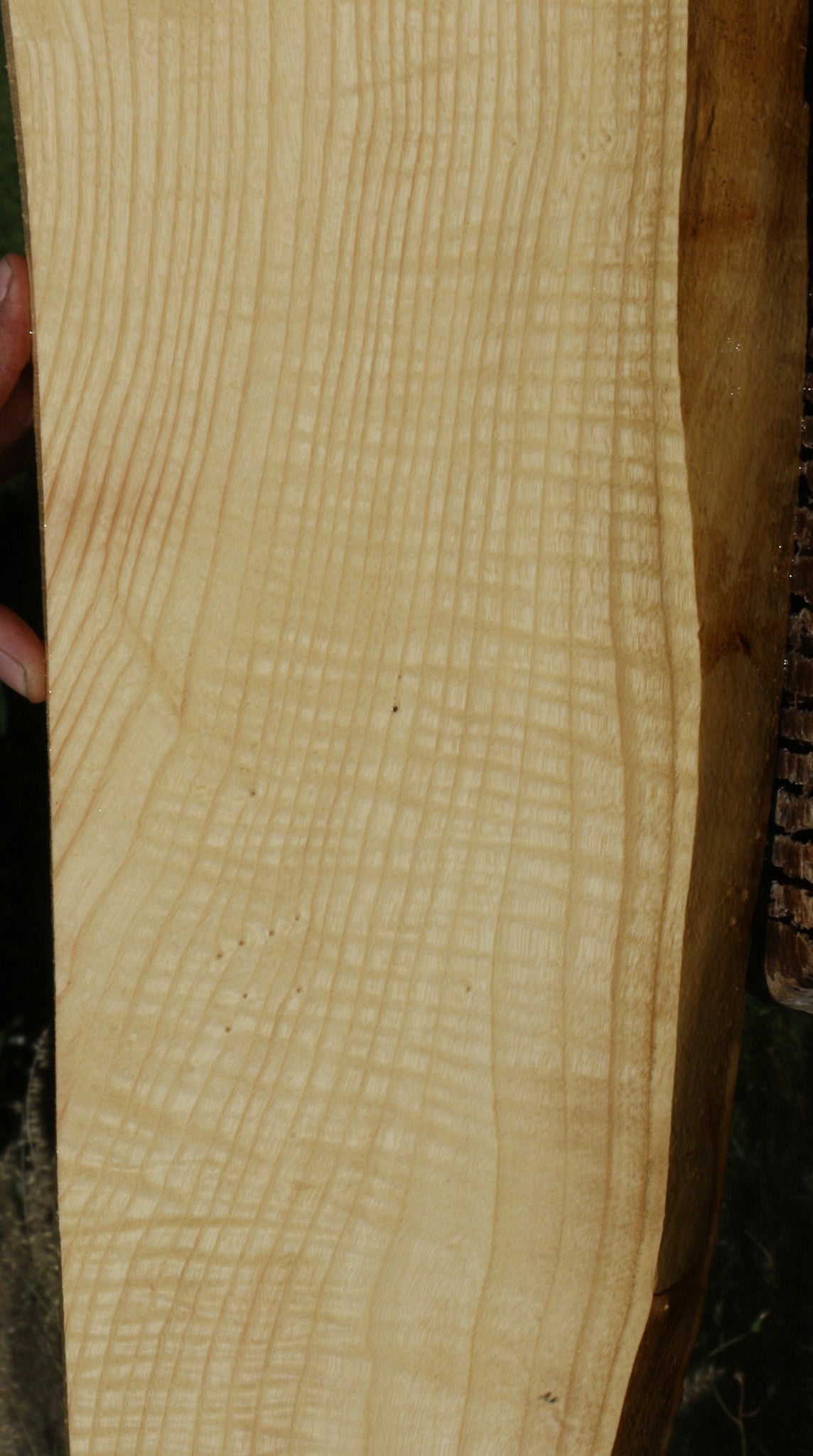 Extra Fancy Fiddleback French Ash Live Edge Lumber