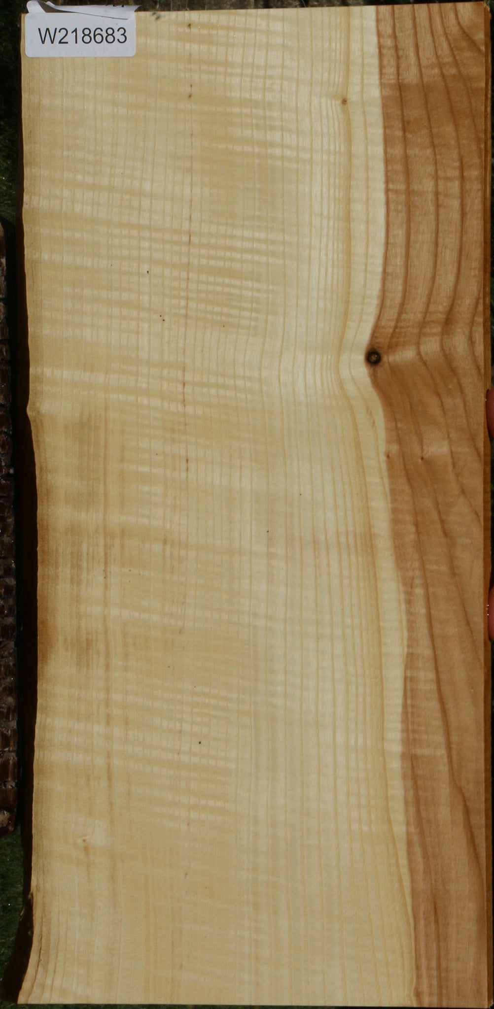 Extra Fancy Fiddleback French Ash Live Edge  Lumber