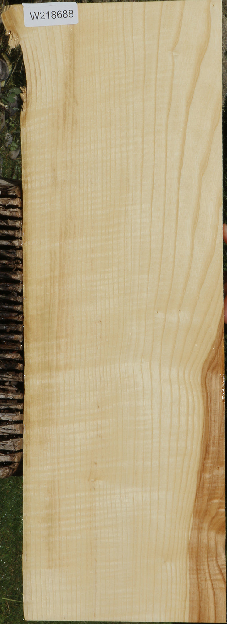 Extra Fancy Fiddleback French Ash Live Edge Lumber