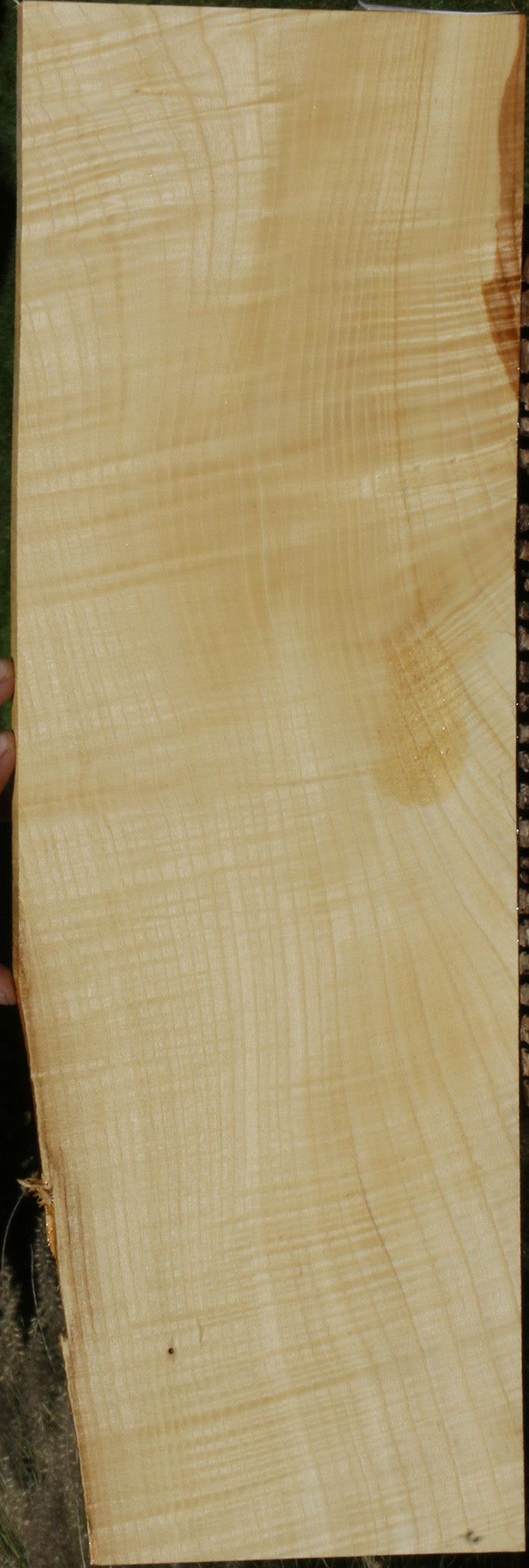 Extra Fancy Fiddleback French Ash Lumber