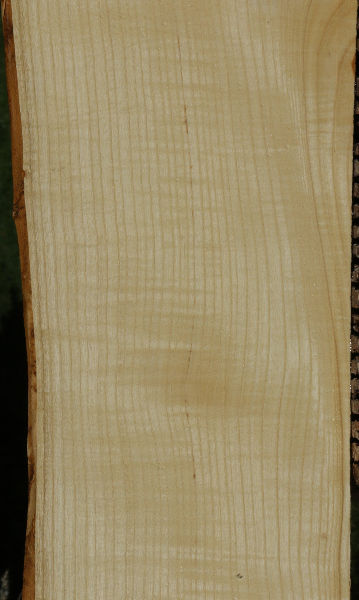 Extra Fancy Fiddleback French Ash Live Edge Lumber