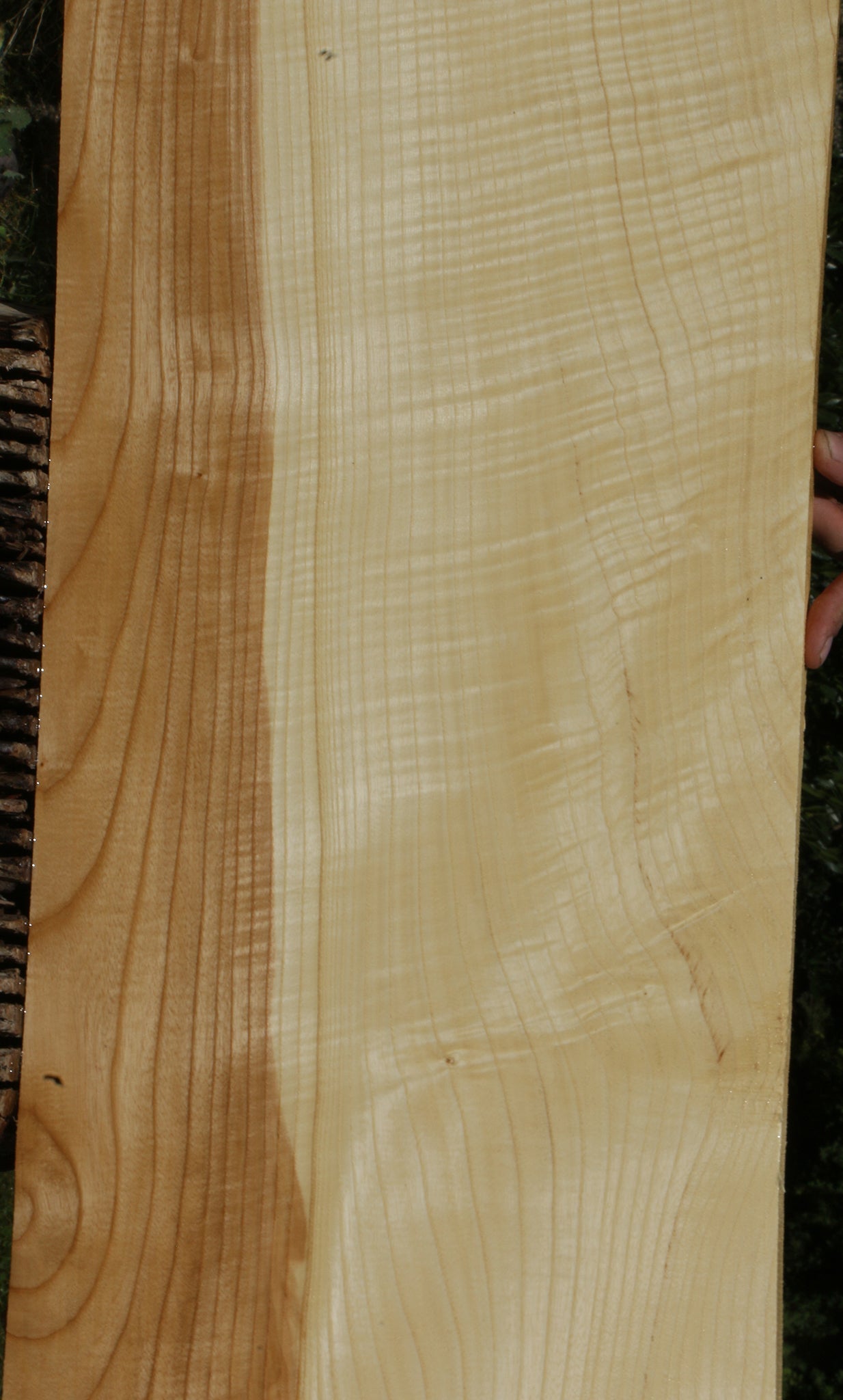 Extra Fancy Fiddleback French Ash Lumber