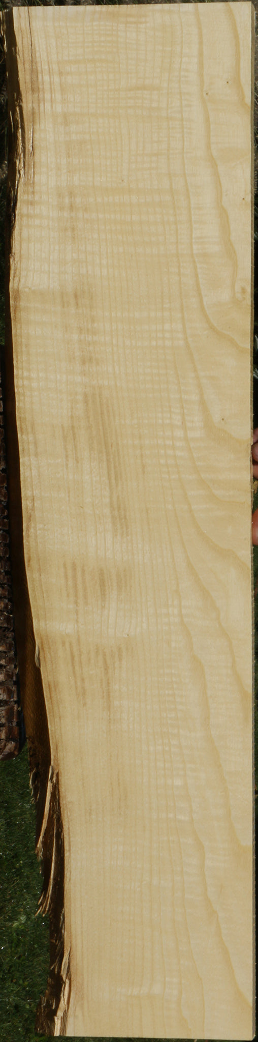 Extra Fancy Fiddleback French Ash Live Edge Lumber