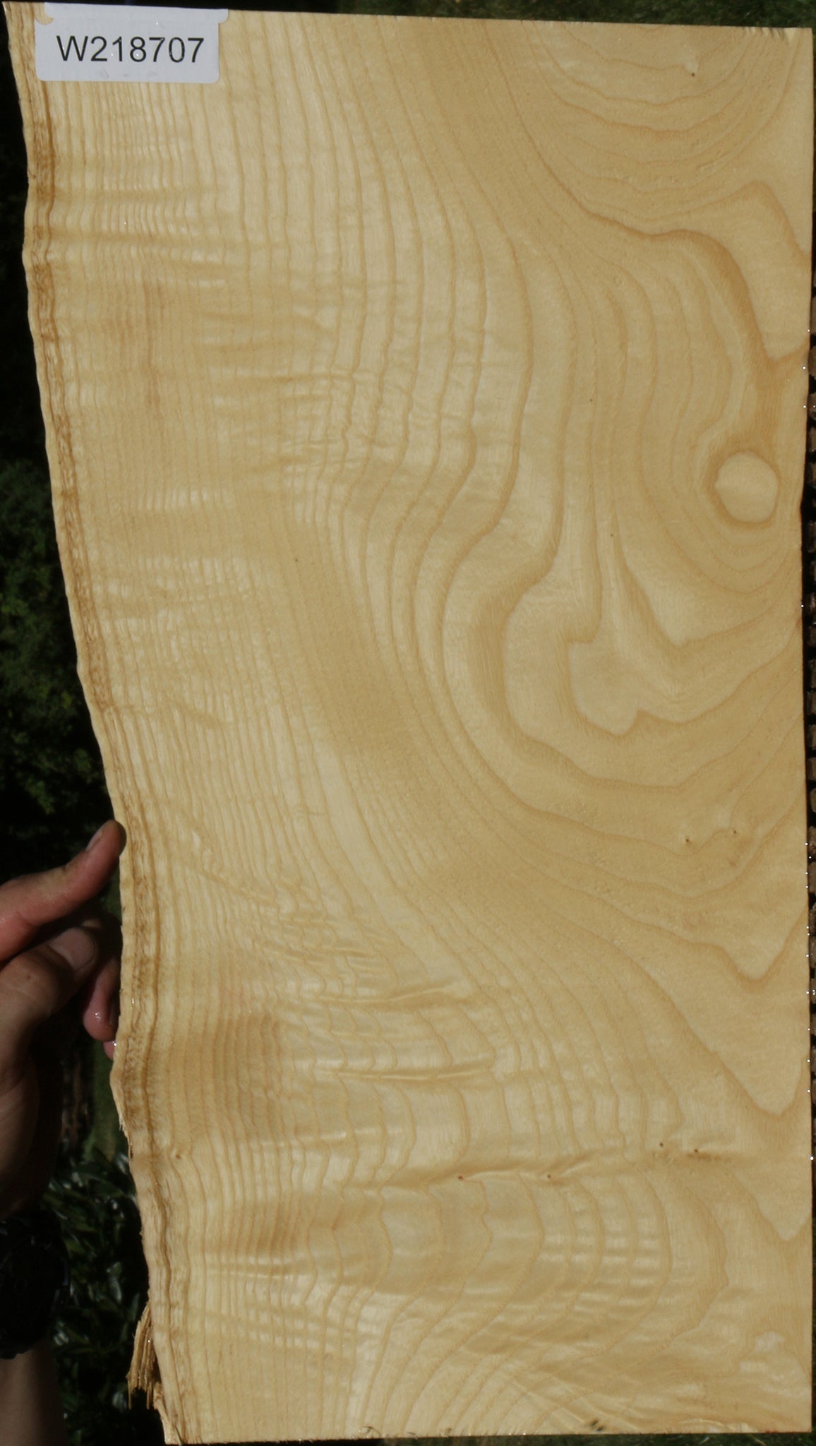 Extra Fancy Fiddleback French Ash Live Edge Lumber