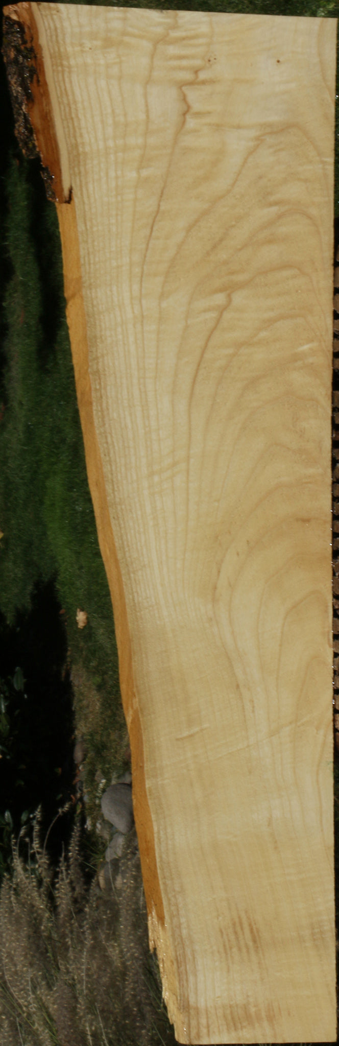 Extra Fancy Fiddleback French Ash Lumber