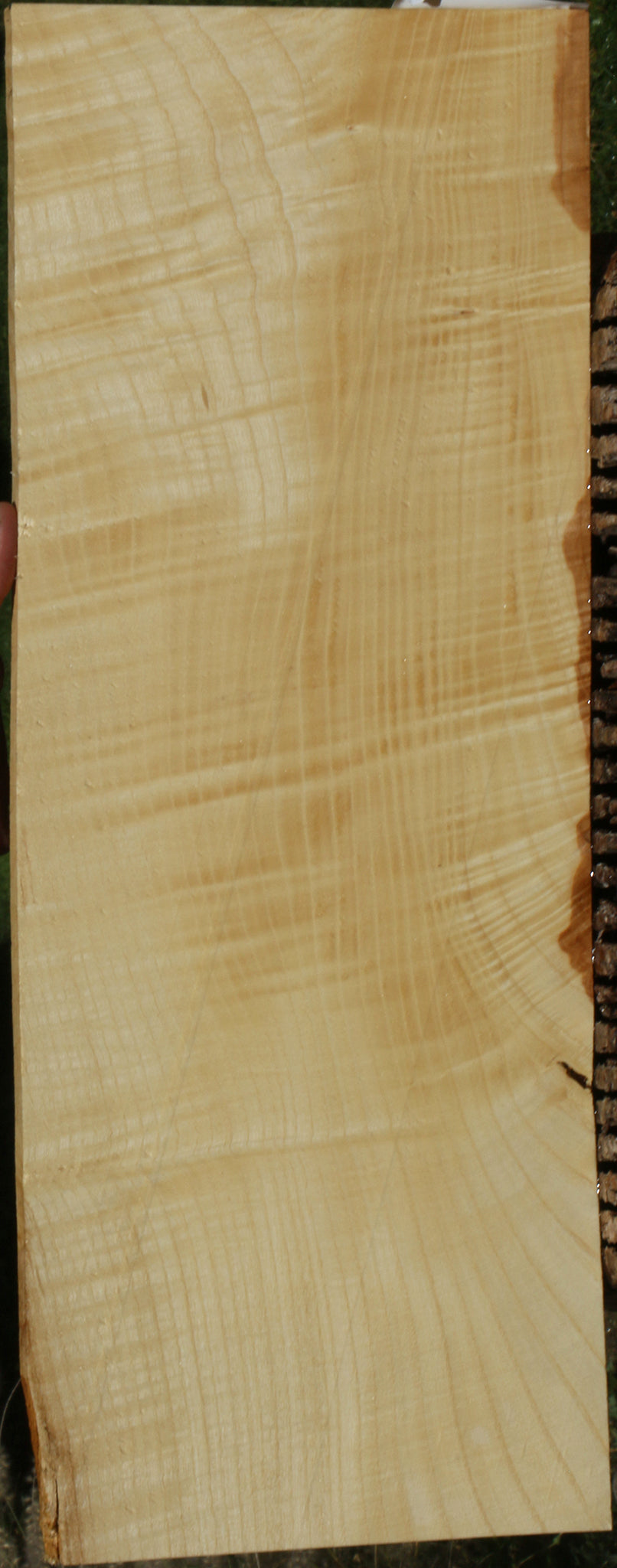 Extra Fancy Fiddleback French Ash Micro Lumber