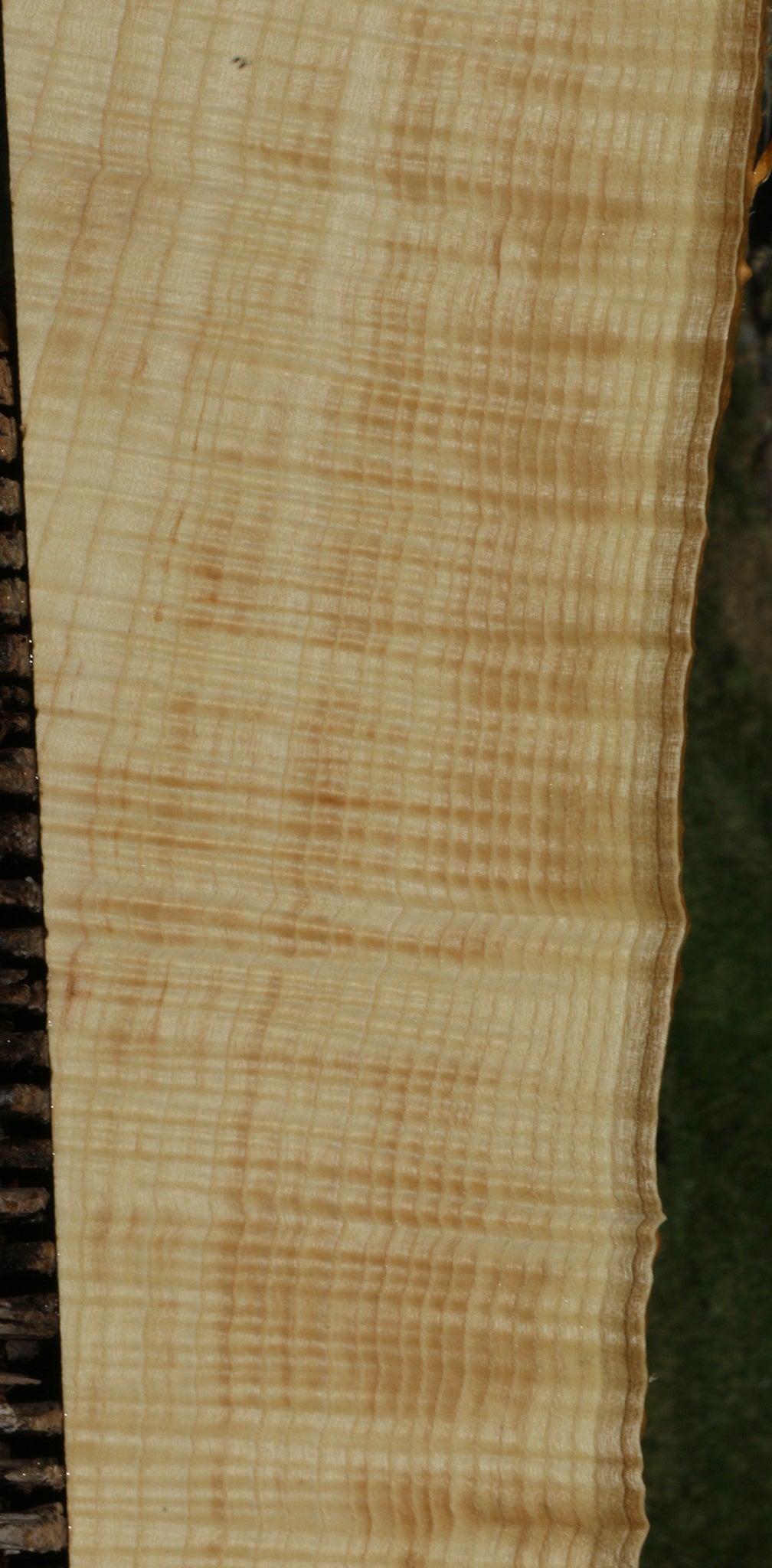 Extra Fancy Fiddleback French Ash Live Edge Lumber