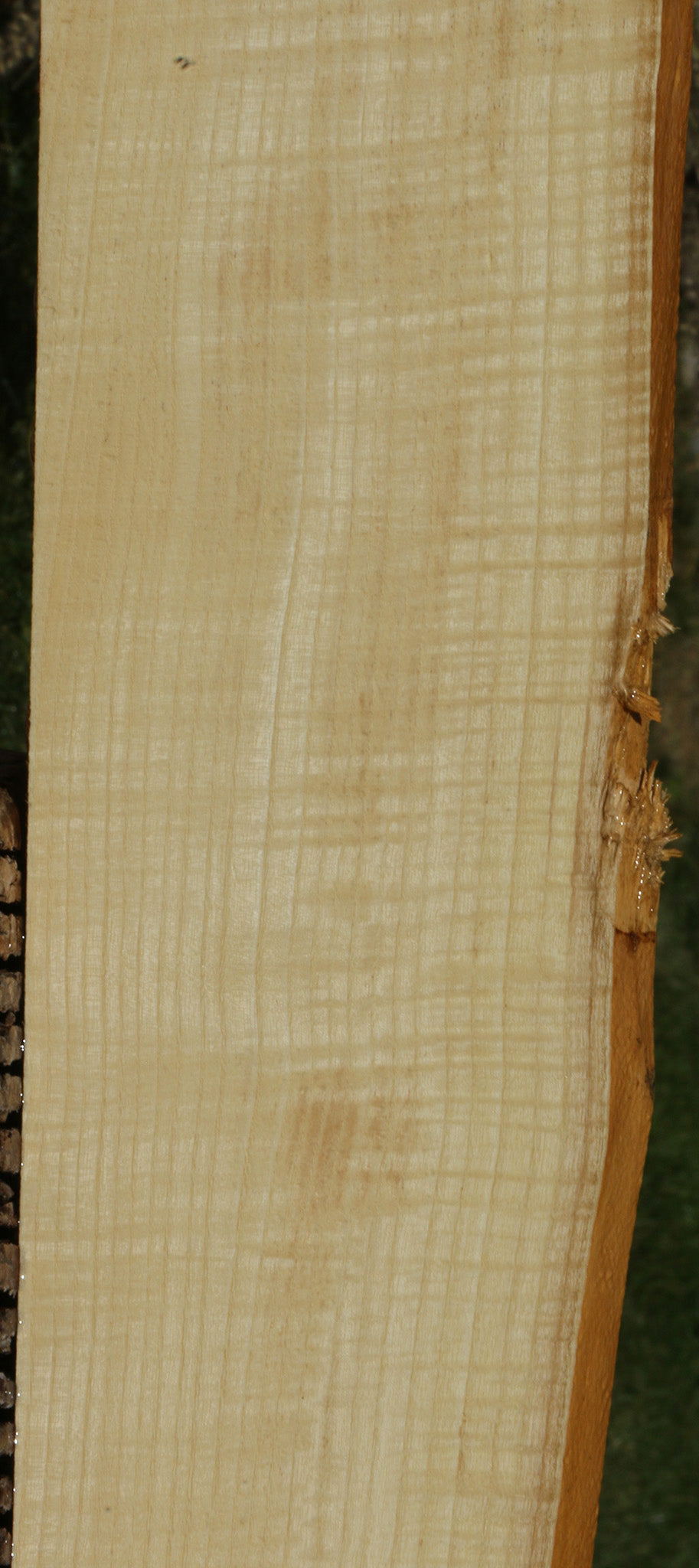 Extra Fancy Fiddleback French Ash Live Edge Lumber