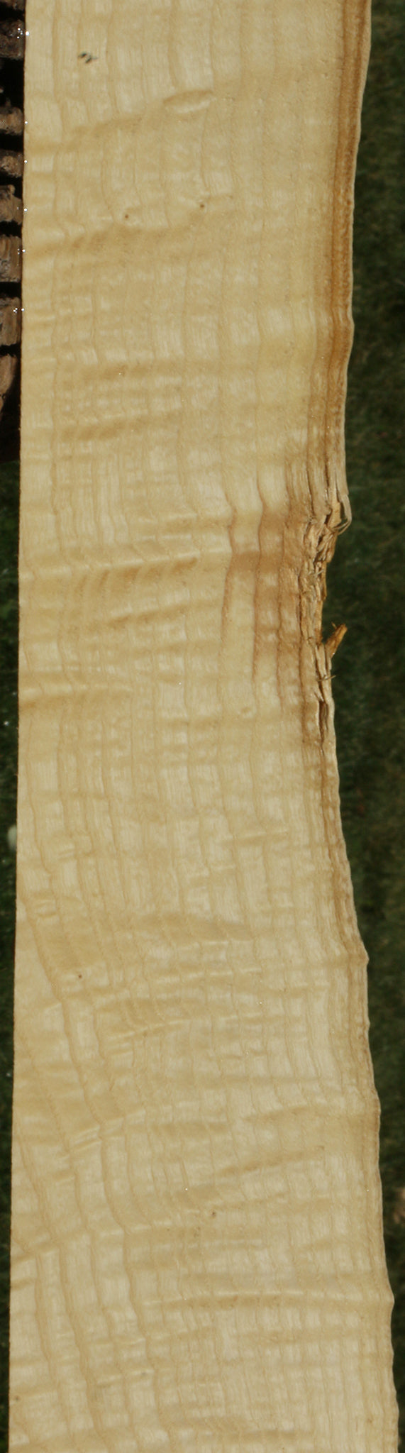 Extra Fancy Fiddleback French Ash Live Edge Lumber