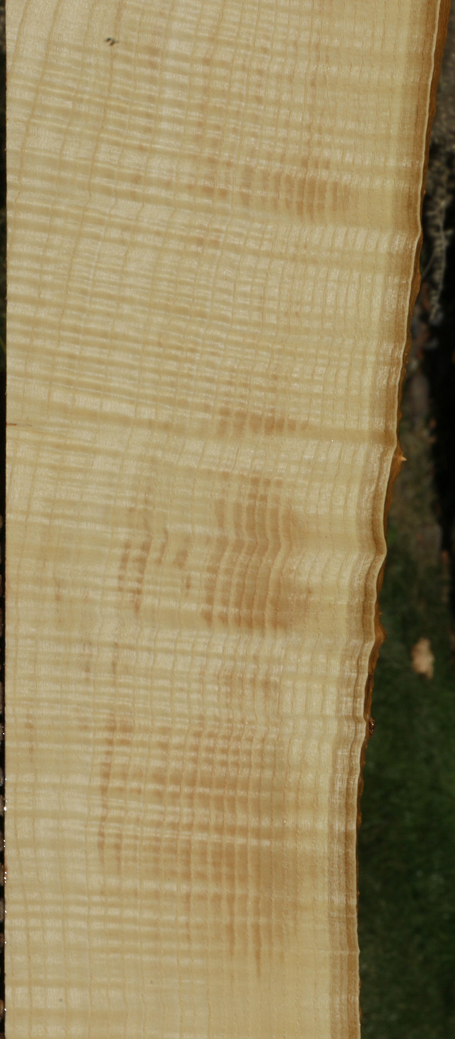 Extra Fancy Fiddleback French Ash Live Edge Lumber