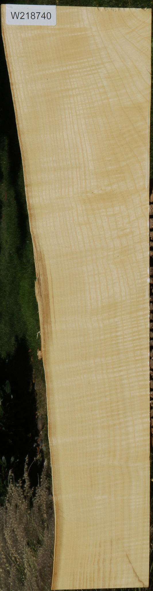 Extra Fancy Fiddleback French Ash Live Edge Lumber