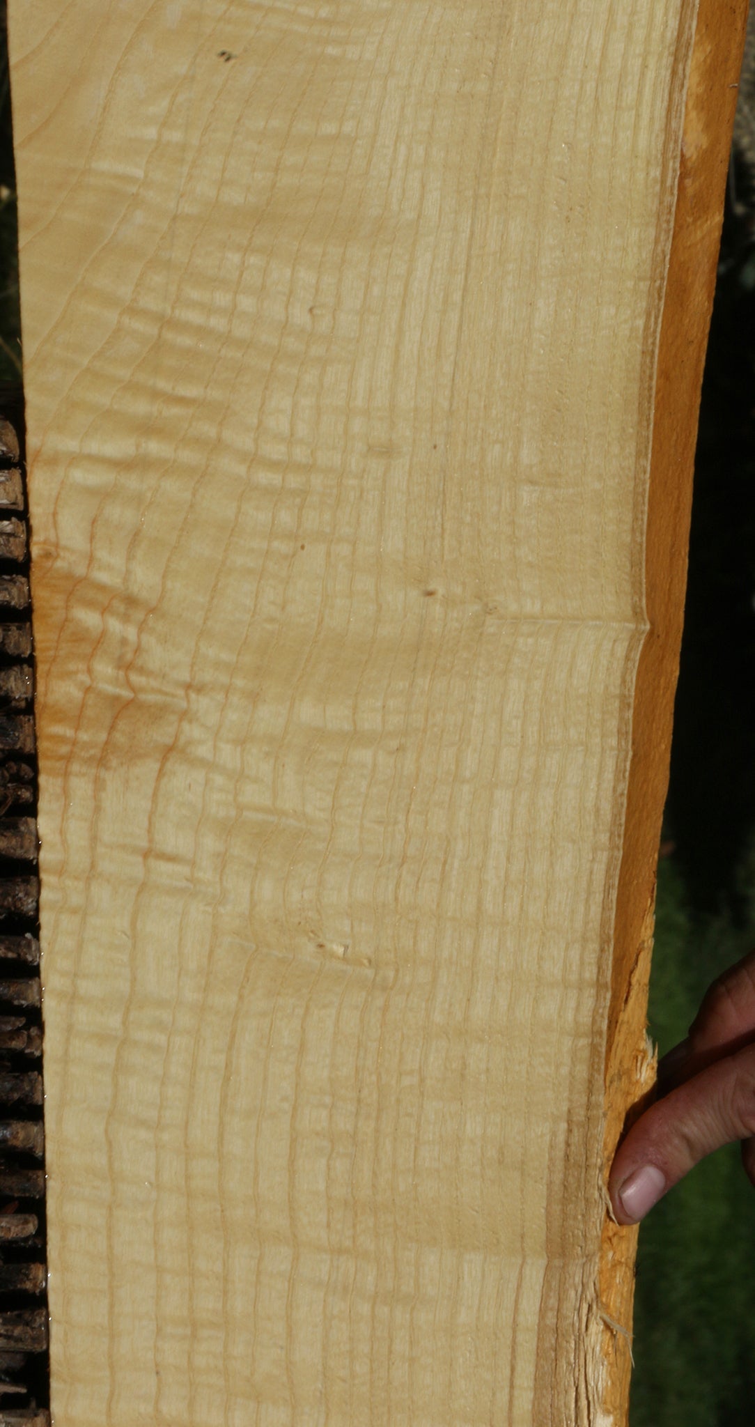 Extra Fancy Fiddleback French Ash Live Edge Lumber