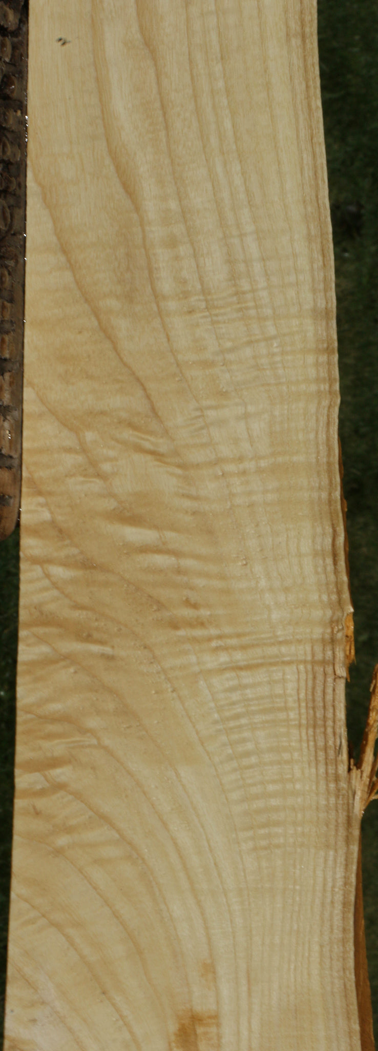 Extra Fancy Fiddleback French Ash Live Edge Lumber