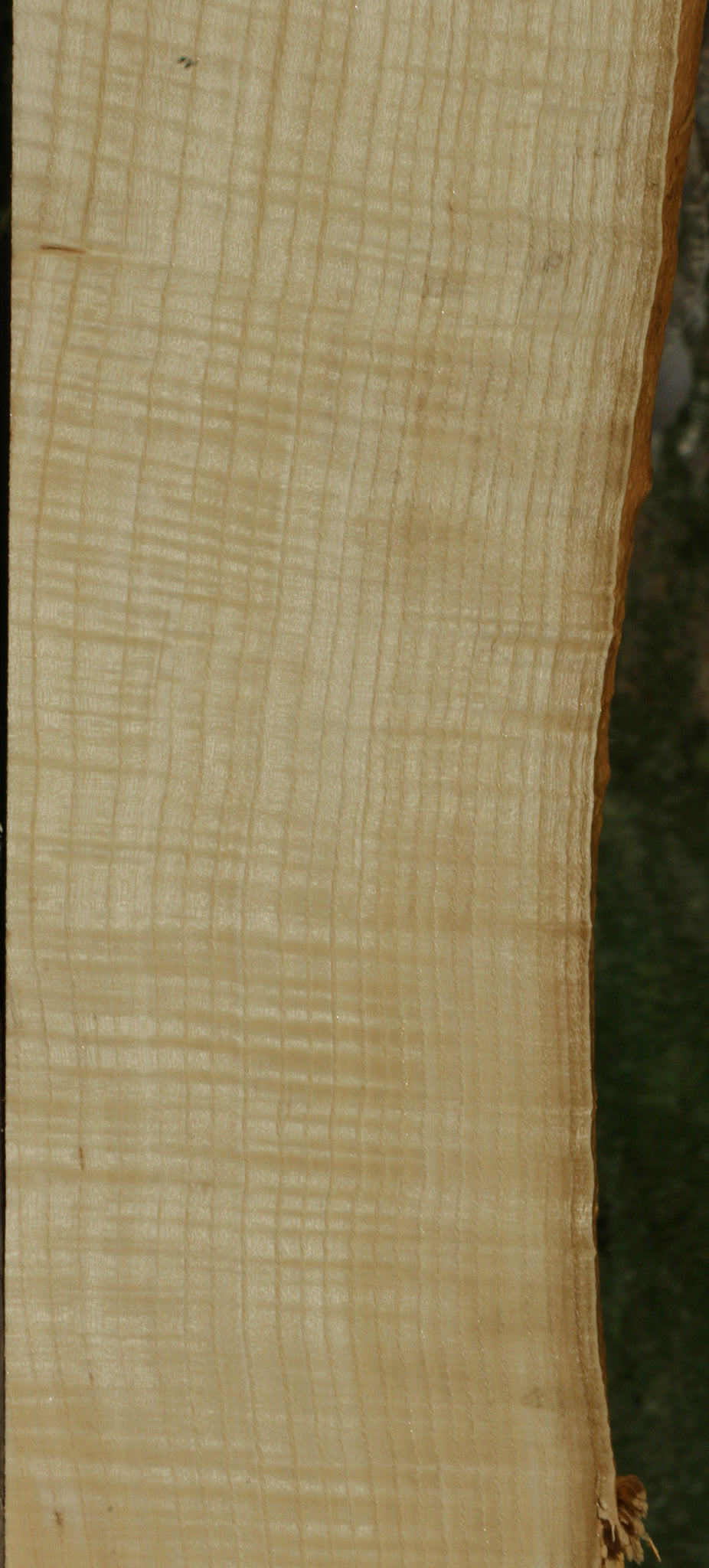 Extra Fancy Fiddleback French Ash Live Edge Lumber