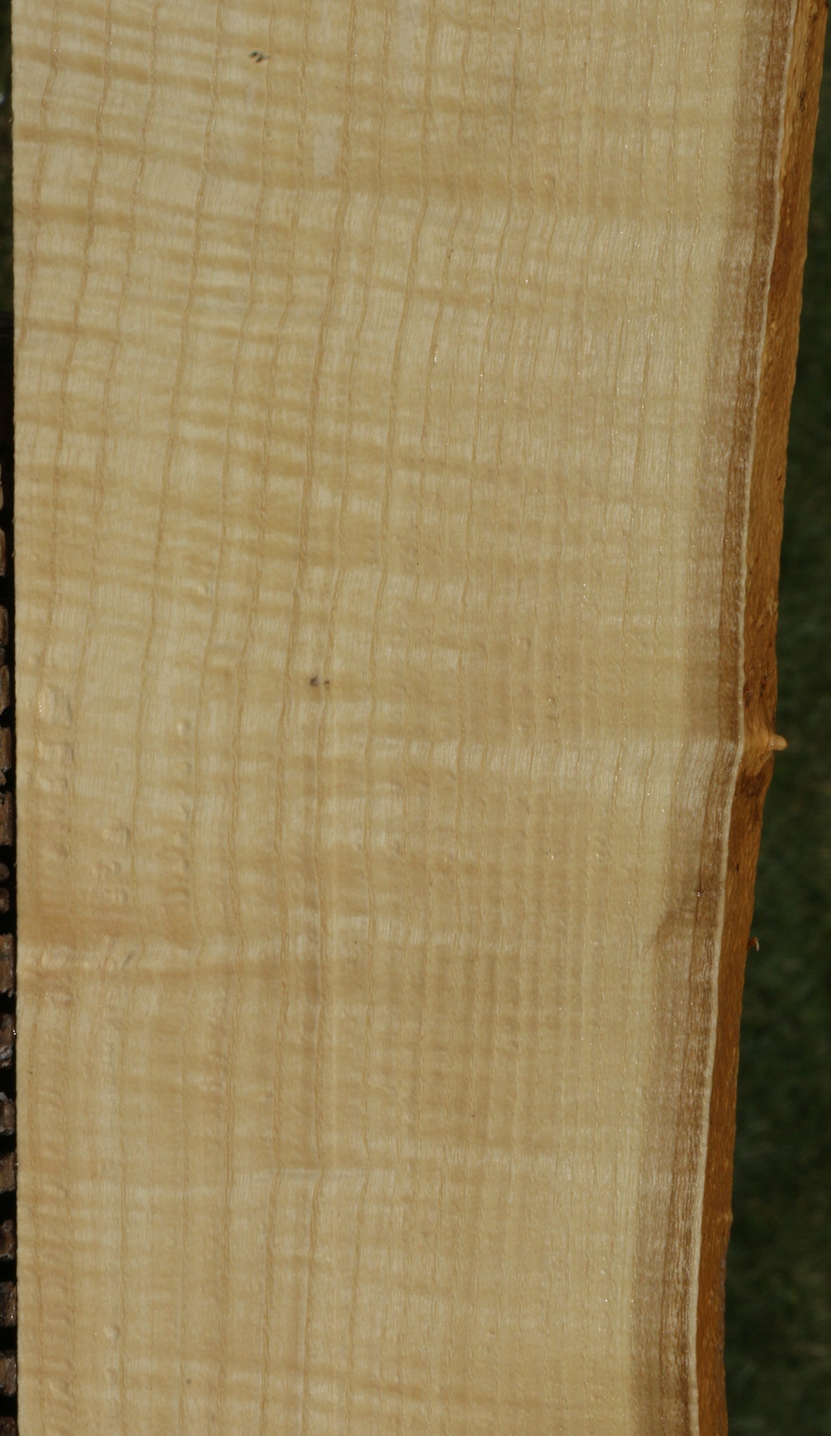 Extra Fancy Fiddleback French Ash Live Edge Lumber