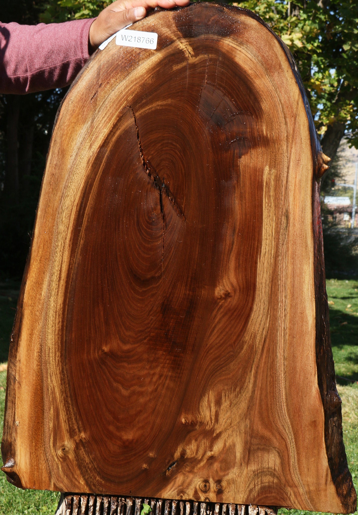 Claro Walnut Live Edge Mini Slab