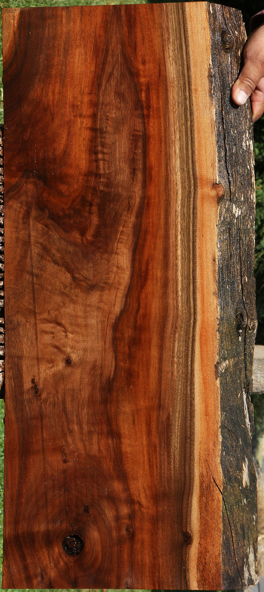 Rustic Claro Walnut Live Edge Mini Slab