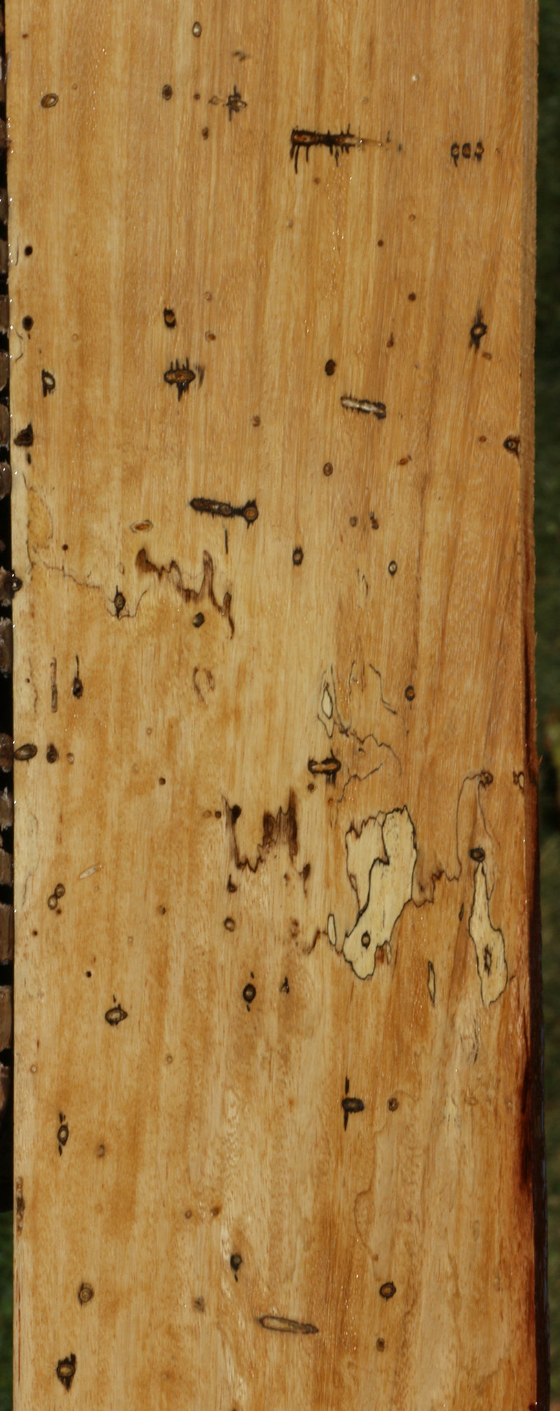 Spalted Tamarind Lumber