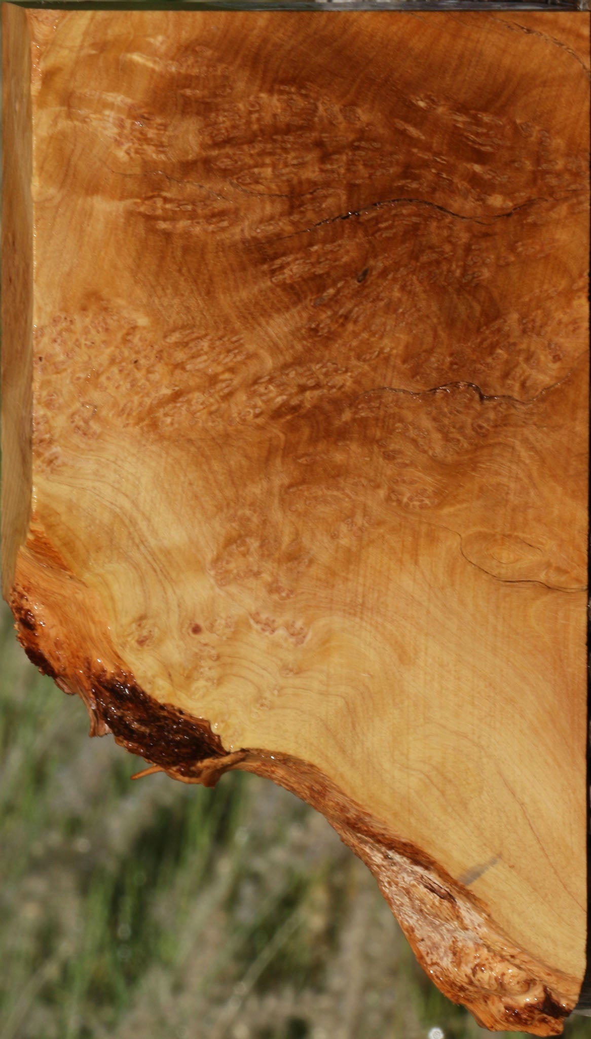 Figured Rustic Kanista Burl Live Edge Lumber