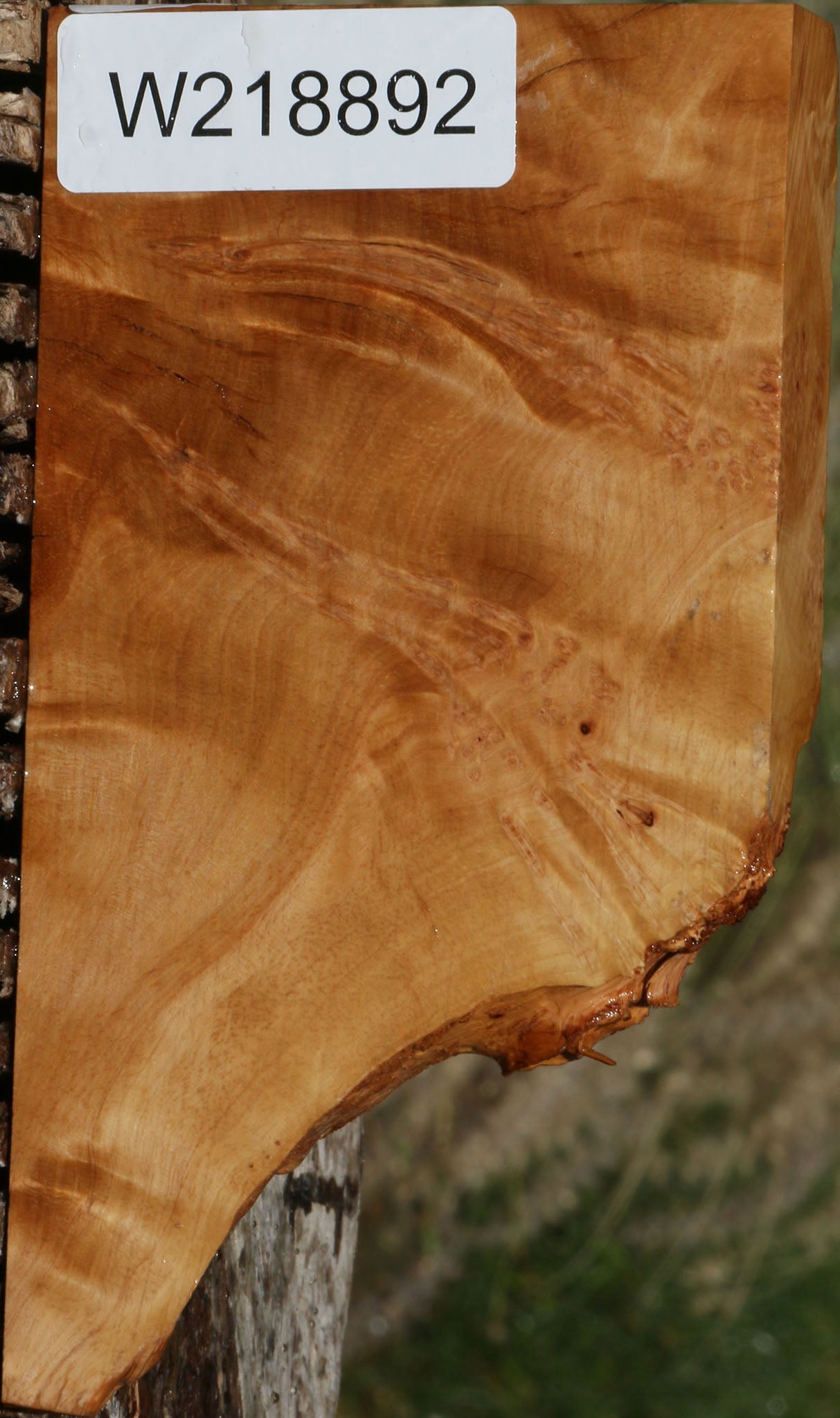 Figured Rustic Kanista Burl Live Edge Lumber