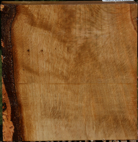 Extra Fancy Cork Oak Bowl Blank