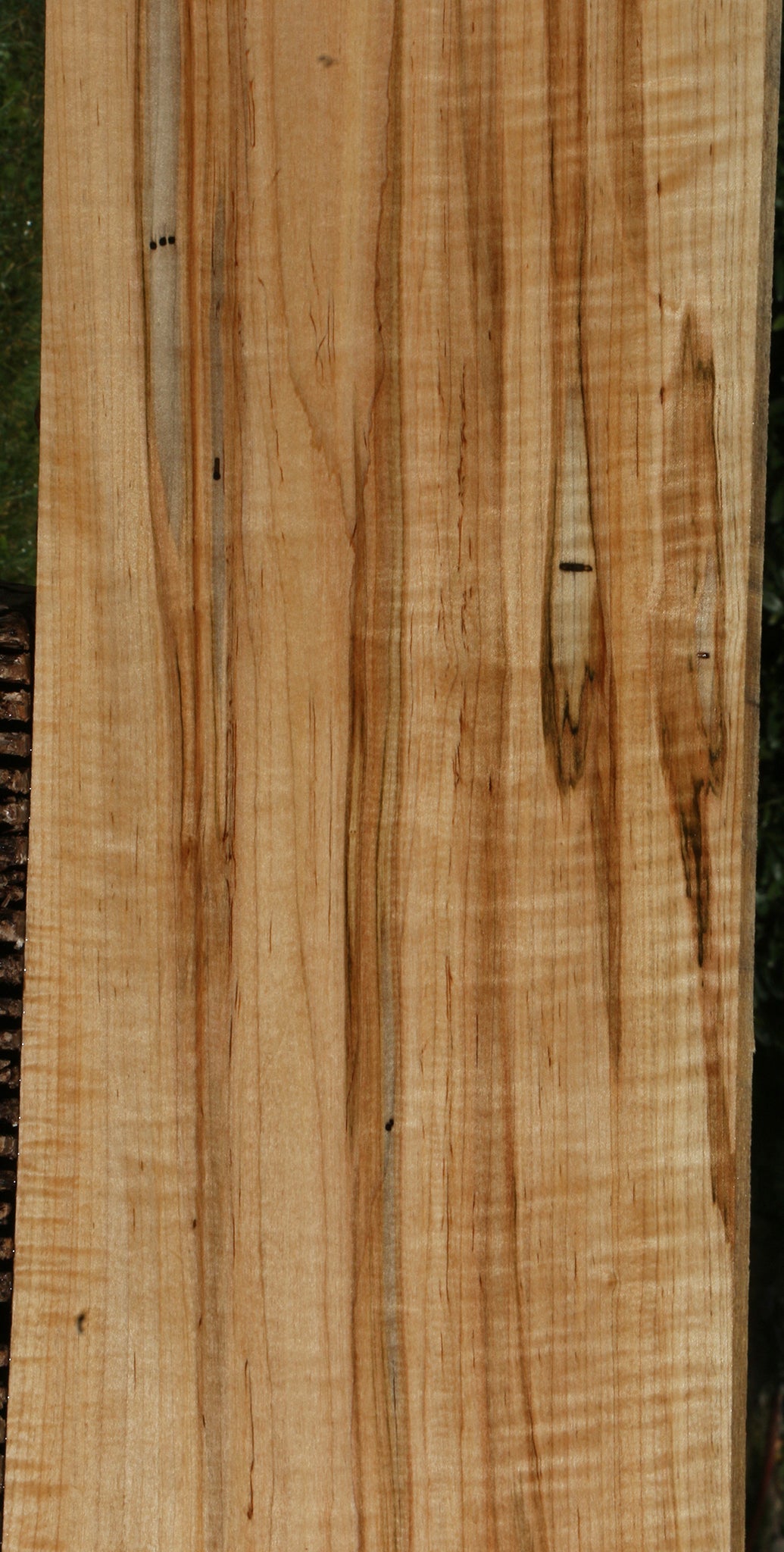 Extra Fancy Fiddleback Ambrosia Maple Lumber