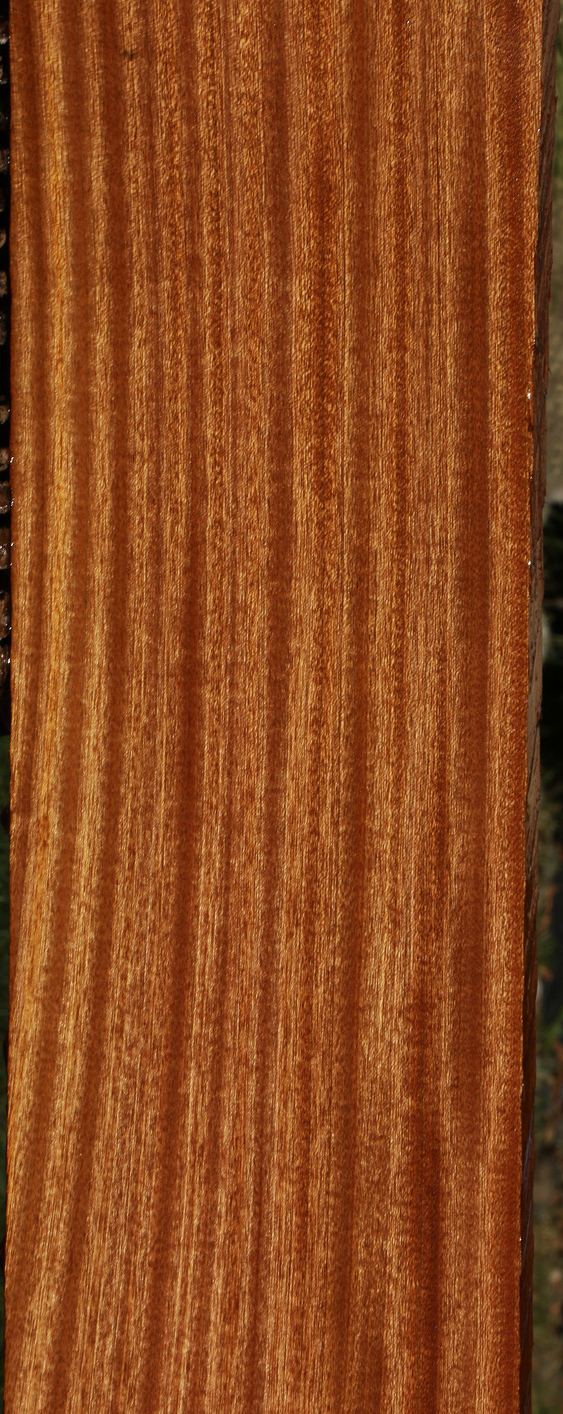 Ribbon Figured Sapele Lumber