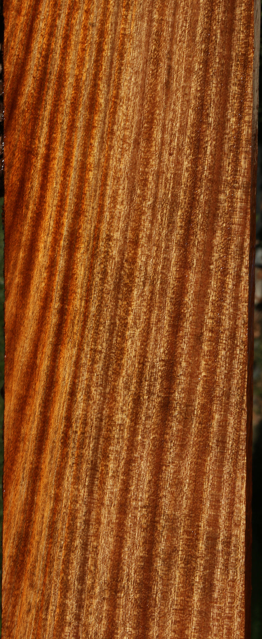 Ribbon Figured Sapele Lumber