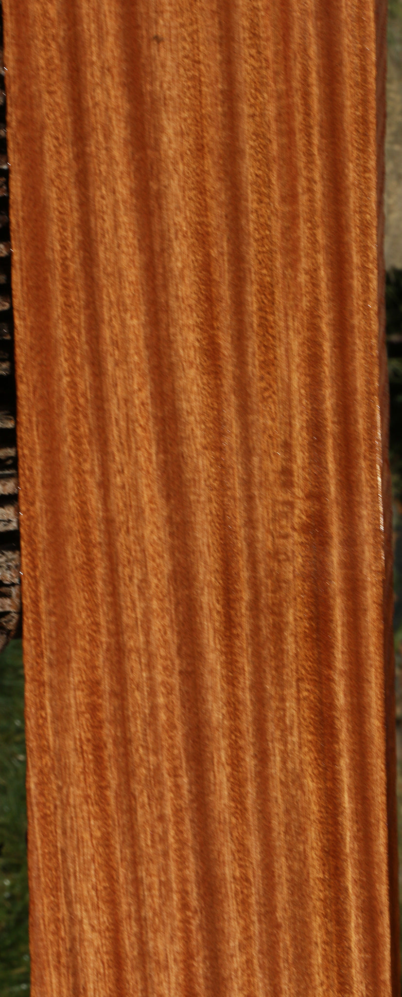 Ribbon Figured Sapele Lumber