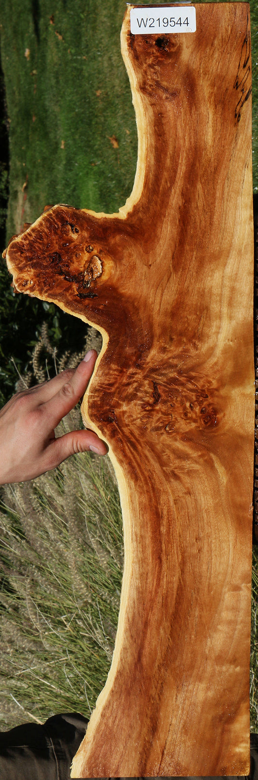 Extra Fancy California Cottonwood Burl Live Edge Lumber