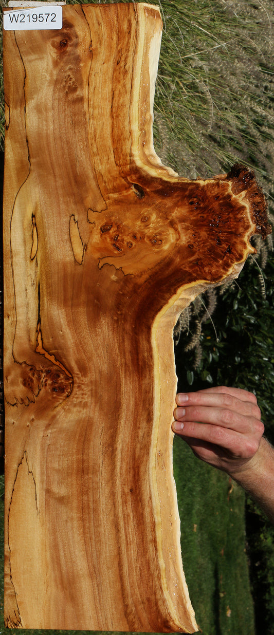 Extra Fancy Spalted California Cottonwood Burl Live Edge Lumber