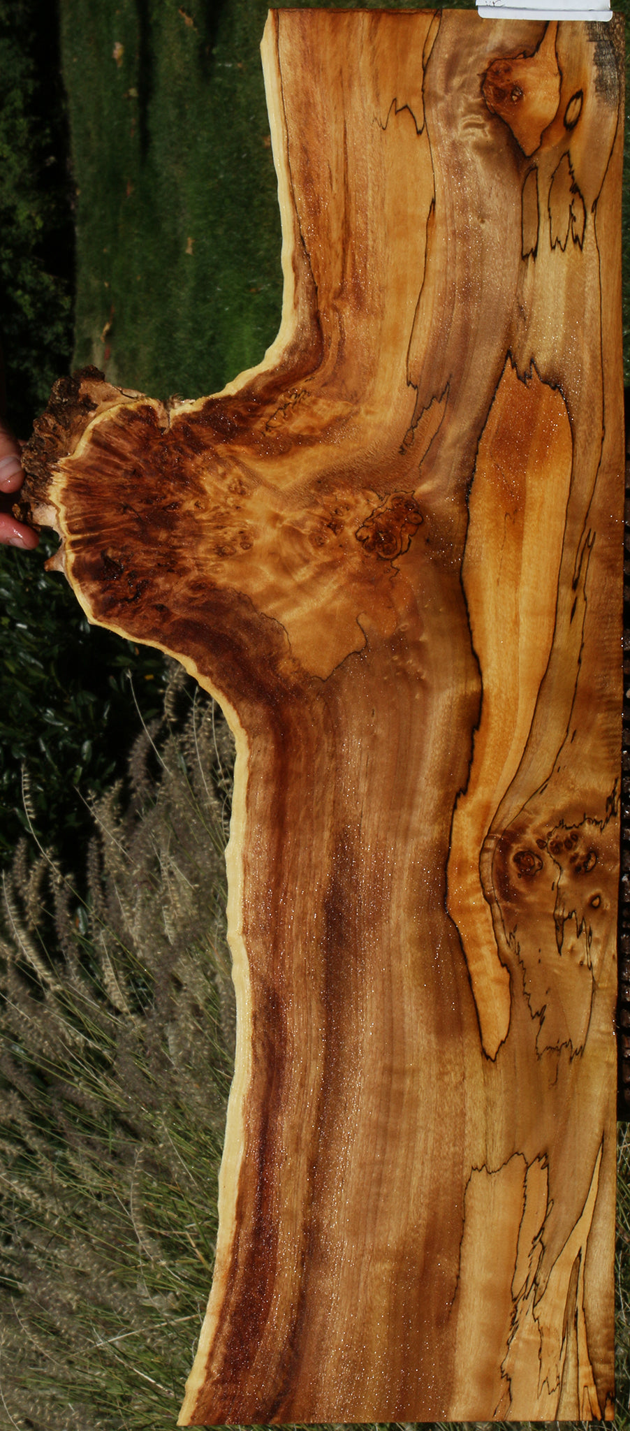 Extra Fancy Spalted California Cottonwood Burl Live Edge Lumber