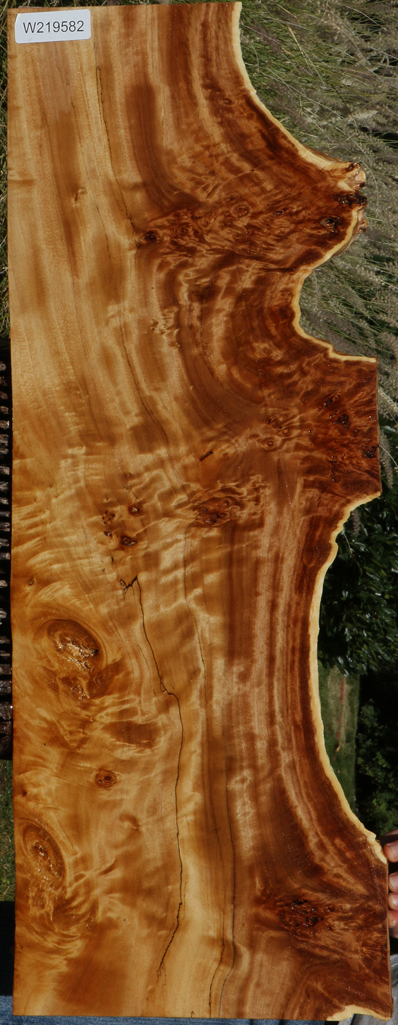 Extra Fancy California Cottonwood Burl Live Edge Lumber