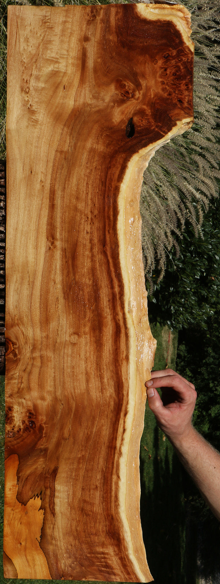 Figured Spalted California Cottonwood Burl Live Edge Lumber