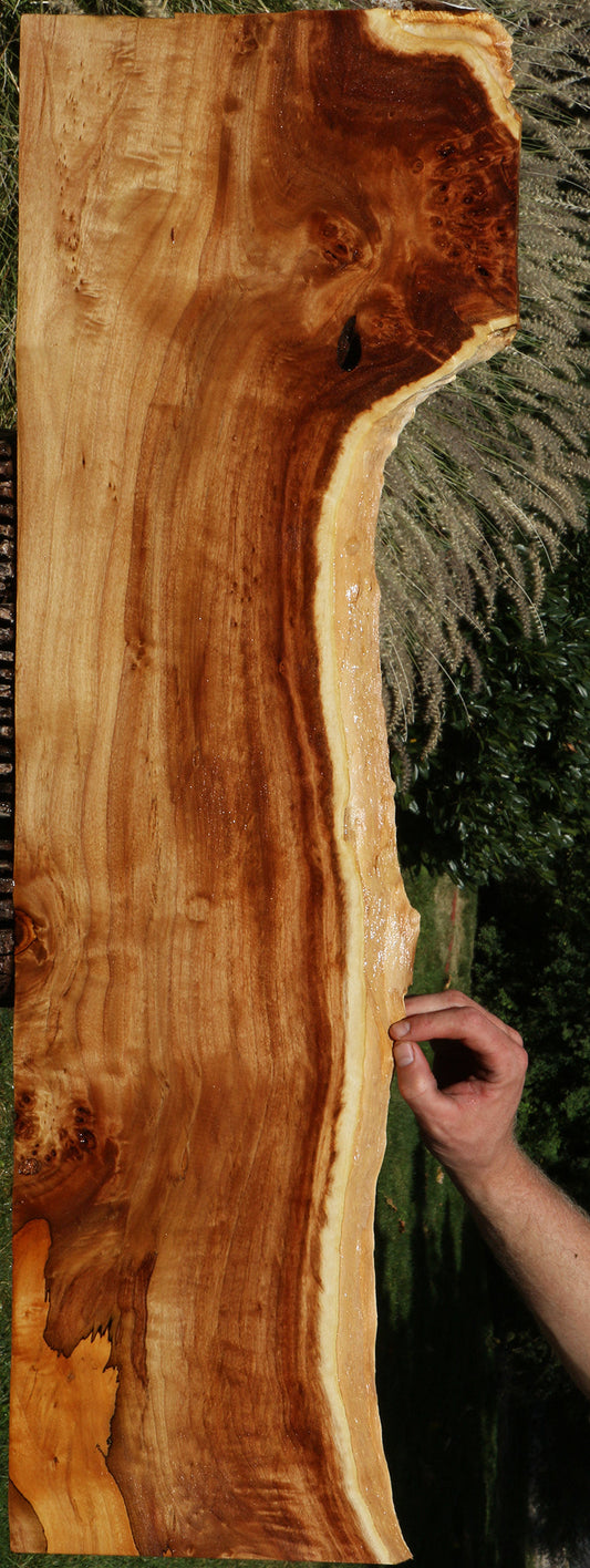 Figured Spalted California Cottonwood Burl Live Edge Lumber