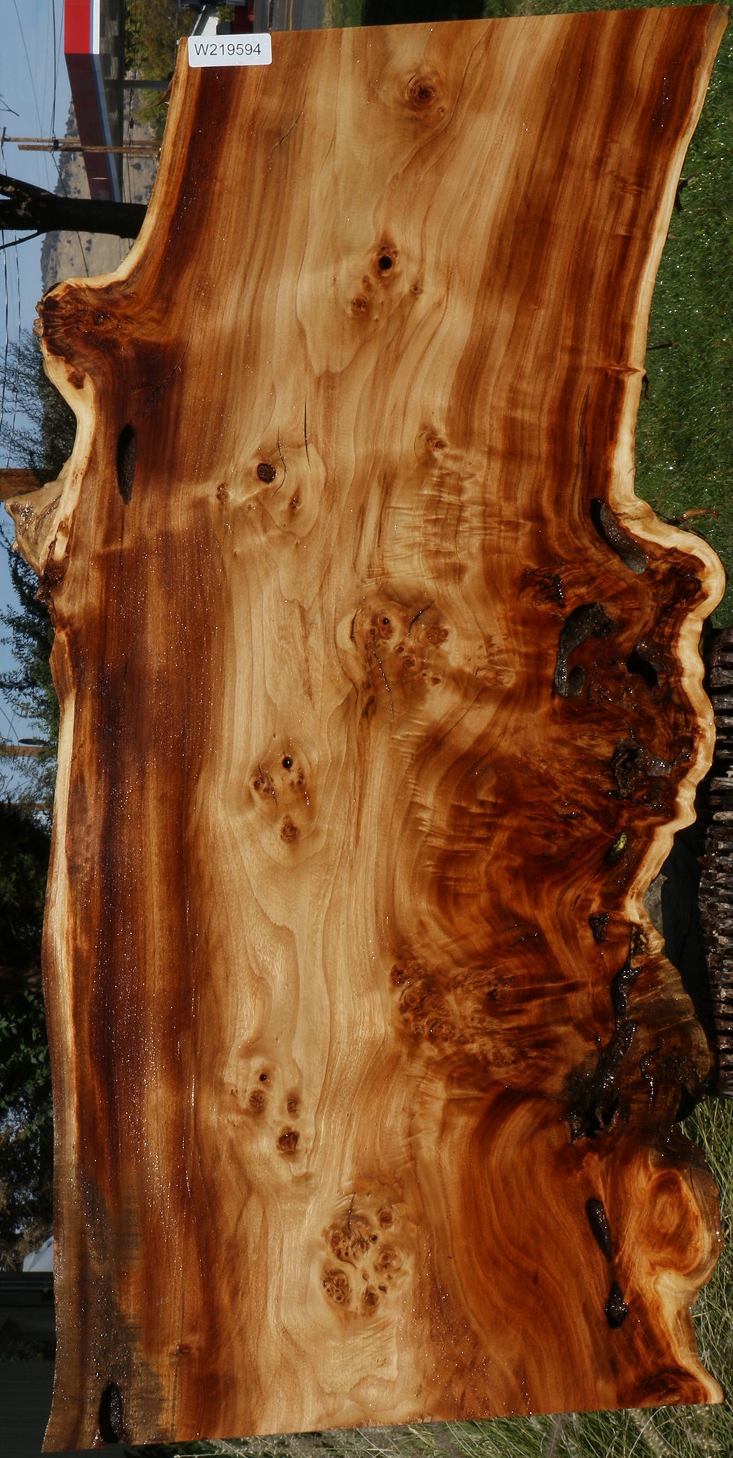 Rustic California Cottonwood Burl Live Edge Lumber