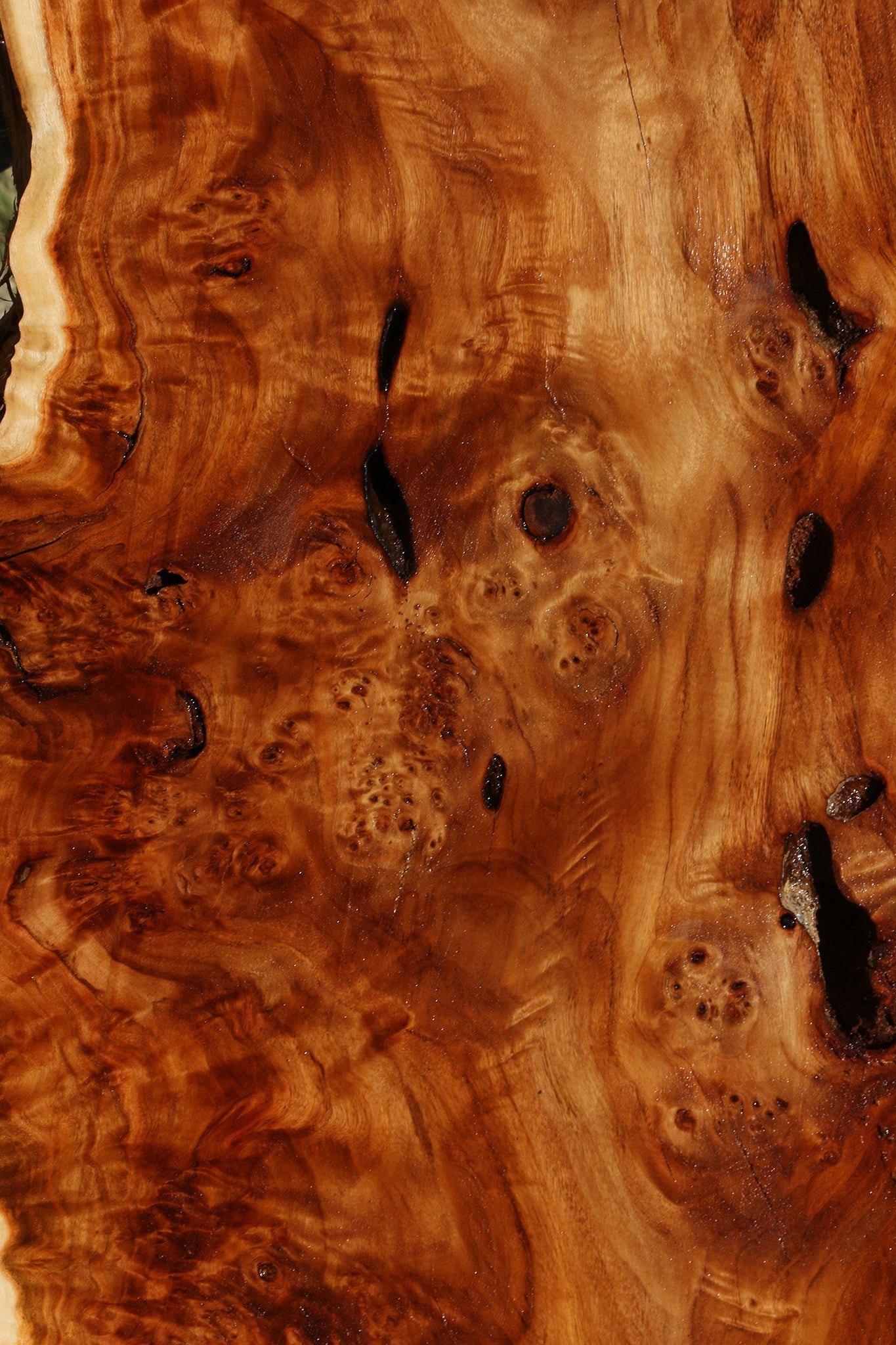 Rustic California Cottonwood Burl Live Edge Lumber