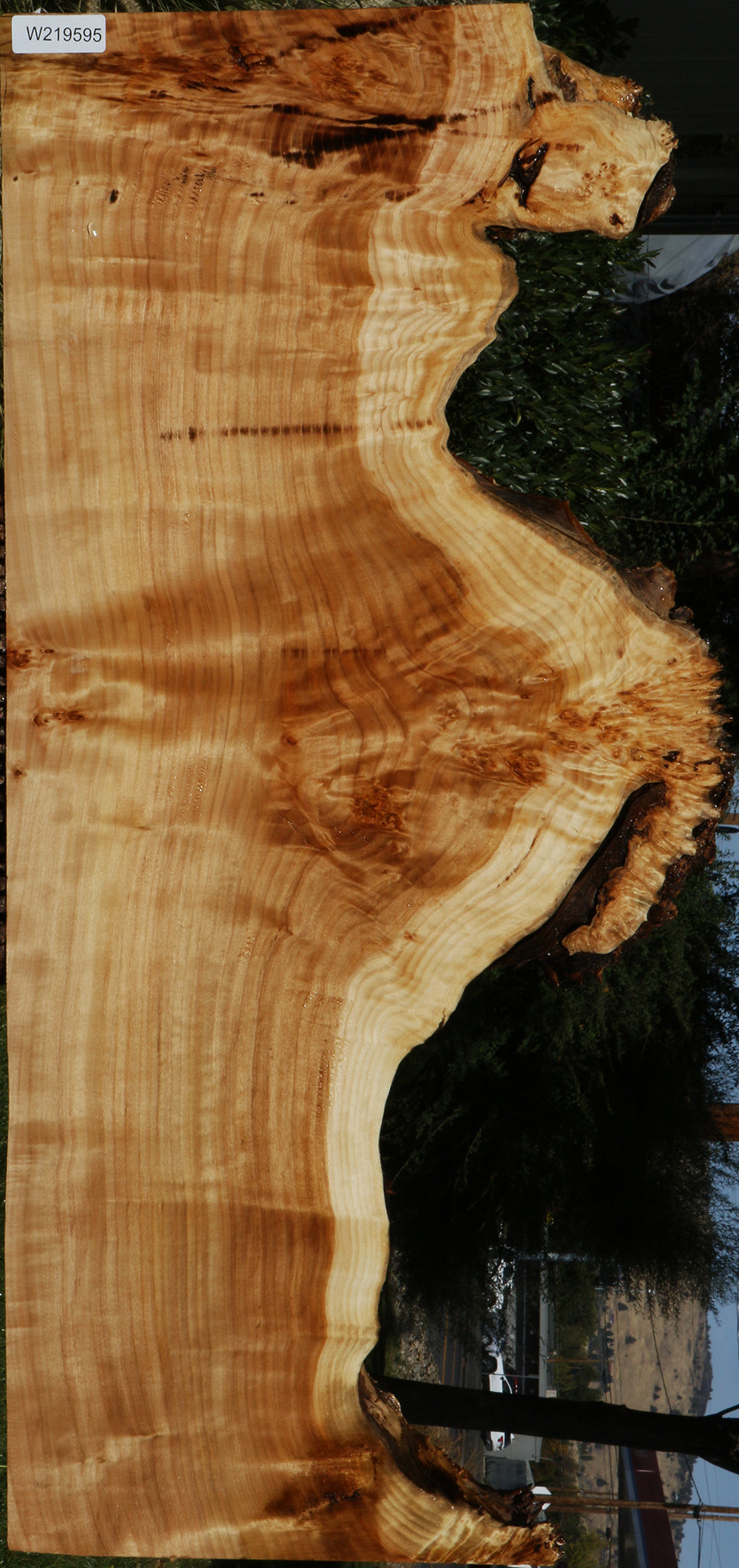 Figured California Cottonwood Burl Live Edge Lumber