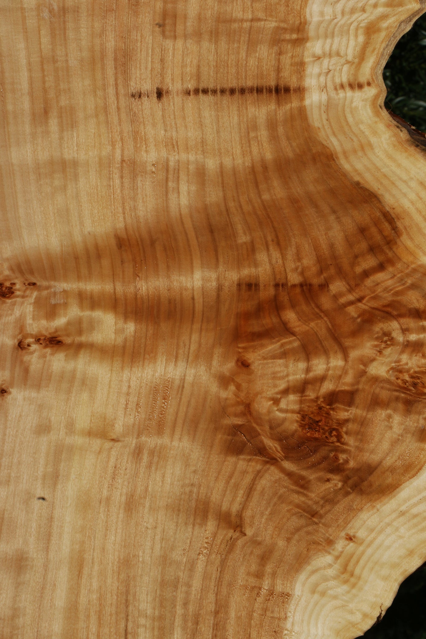 Figured California Cottonwood Burl Live Edge Lumber